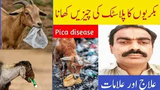 Bakaryon me pica bemari elaj or alamat |Why do goats eat plastic and.rubber