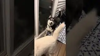 &iquest;Tu perro hace un show cuando llegas? #video #husky #perros #viral #drama #mascotas #amor #shorts