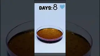 What Happens To Coca Cola In 14 Day Time Lapse Video 2022