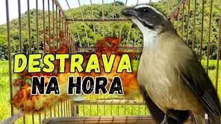ESQUENTAR TRINCA FERRO FRIO 🟢LEVANTE SEU TRINCA FERRO 🟢MELHOR TRINCA FERRO NO MATO ESQUENTAR TRINCA