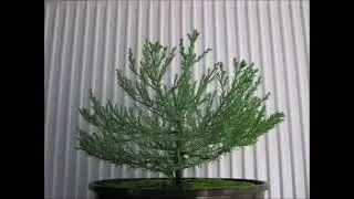 Sequoia Seedling Growing Timelapse