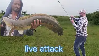 Big size snakehead fish video marel samal fish video top water lure fire fox 11 gm frog se 18 gm luc