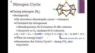132-Nitrogen Cycle