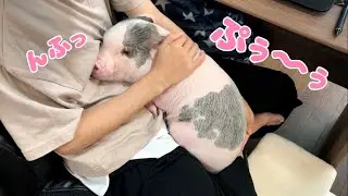 しらたまちゃんがぐずっている理由は？🐽【Shiratama wants me to do something】