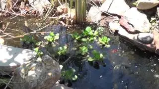 Poly Wogs, ponds and frogs