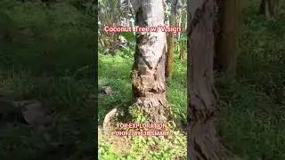 COCONUT TREE WITH V TREASURE SIGN