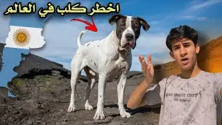 جولة داخل سوك الجمعة-لكيت اخطر كلب في العالم  ( الدوجو الإرجنتيني )🇦🇷😨🔥