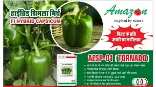 Amazon seeds Capsicum Variety:- Tornado 