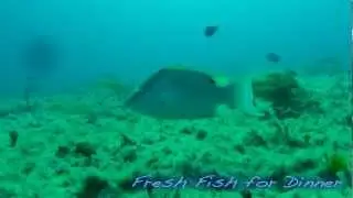 Free Diving: Hogfish getting STONED!