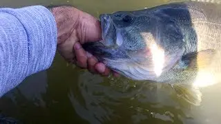 I Caught A Balboa Lake GIANT !! (Largemouth Bass) - Cast To Catch