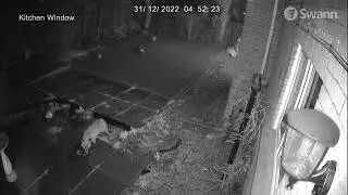 Mama Fox & Cub
