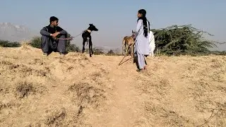 Wild Rabbit Hunting in Rural Forest Area  Village Life