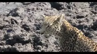 Leopard goes fishing | Wildlife zoo