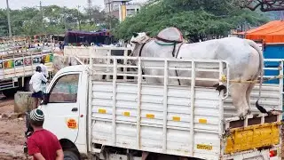pebbair bulls market-pebbair market-pebbair cattle market-pebbair santha videos-big size ongole bull