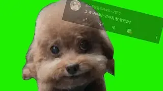 | 중국어 말하는 강아지 밈 크로마키 공유 | talking Chinese dog meme green screen |