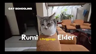 Rumi si pengganggu elder | Cat Schooling