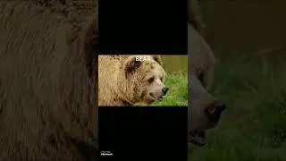Wild animals #shorts #shortsvideo