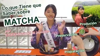 Todo sobre Matcha -3 Diferencias Matcha y T&eacute; normal, Produci&oacute;n, Preparaci&oacute;n y Preservaci&oacute;n
