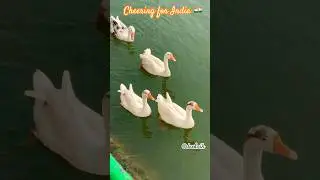 Beautiful day #birds #fascinatingfauna #youtubeshorts #indiaworld #shorts #nature #birdwatching