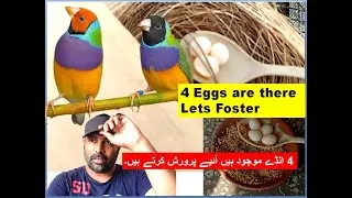 Egg Fostering Pair 5 and Tagging for the hatching date No egg bound yet | Finches | Birds | Pet Bird