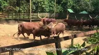 Two African Ankole Cattle Sparring With Their Horns