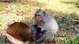 Newborn baby monkey not yet cut navel, strong baby monkey, Samnnang kh