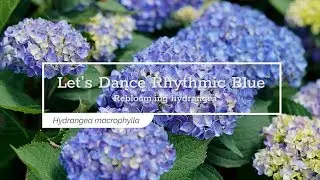 30 Seconds with Let's Dance&reg; Rhythmic Blue&trade; Reblooming Hydrangea