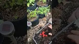the evolution of my pandemic garden