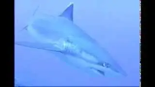 Silver Tip Shark