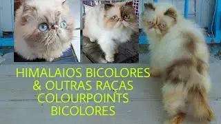 EP.07: COLOURPOINTS BICOLORES E MITTED