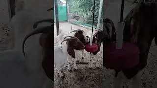 goat farming menral block,MINCHAT,चाटण विट, शेळीपालन, मेंढी पालन,मिनचाट