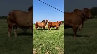 TORO Y NOVILLA  BRAHMAN ROJO PUROS 🐮#shorts