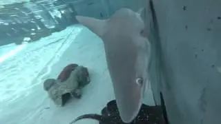 Aquarium of The Pacific -Shark Lagoon Feeding