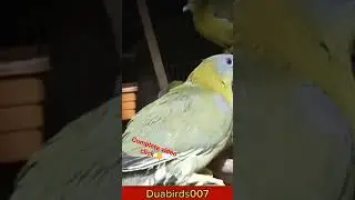 #fruitdove #viral