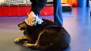 Integrative Pet Care and Animal Ark Veterinary Clinic