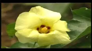 9  Hybrid cotton variety S P 425 Y F