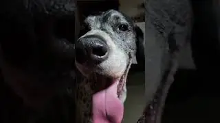 This is What A Dog's Panic Attack Looks Like.