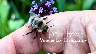 Veaceslav Draganov - Fiery Heart *[Music Video]*