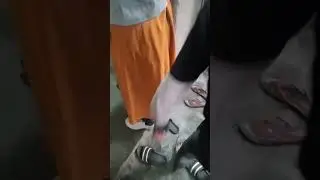 gubf