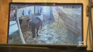 Pa horse racing association provides inside look into foaling season