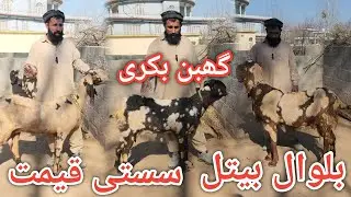 Kamran khan ki balwal betel bakrayia || Price of betel goats #goats 