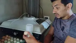Faça isso antes de botar ovos para chocar