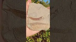 Oкаменелая рыбка