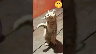 Funny Cat 😸 Action | Funny cat compilation | try not to laugh challenge #shorts