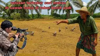 Berburu ‼️ ratusan burung tekukur makan benih padi petani yang sudah di tabur