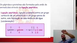 1o Ano - Prote&iacute;nas Prote&iacute;nas