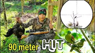 BERBURU PUNAI DAN AYAM HUTAN DI PAGI HARI SPOT POHON BERINGIN YANG BERBUAH