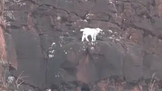 Baby goat rescued after being stuck on a cliff for four days