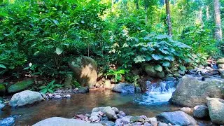 Soft River Ambience for Mental Recovery