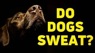 How Do Dogs Cool Down? The Hidden Science of Paws, Noses, and Panting! #doglovers